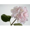 Hortensia Serrata blanco y rosa 65cm
