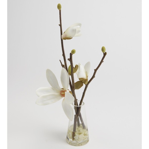 Magnolia Campbelli Eau 16 cm en vaso de cristal