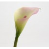 Lirio arum calla Lily verde y rosa 47 cm