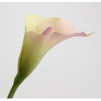 Lirio arum calla Lily verde y rosa 65 cm