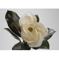 Magnolia Grandiflora blanca 45h cm