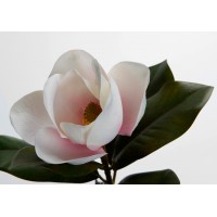 Magnolia Grandiflora blanca y rosa 45h cm