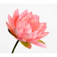 Flor de loto artificial rosa Lotus Nelumbo 74h cm